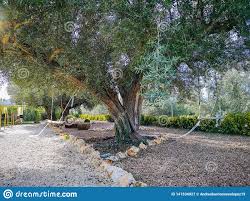 Olivier Centennal Dans Le Jardin Image Stock Image Du Petrole Centennal 141534927