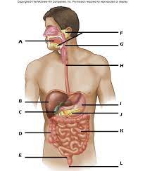 When the large intestine reabsorbs too much water from solid waste before it exits the body, it results in a codition called, q. Digestive System Practice Quiz Questions 1 Proprofs Quiz