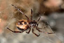 Watch the symptoms for any worsening. Identifying Spider Bites Recluse Widow Wolf Treatment Selfhacked