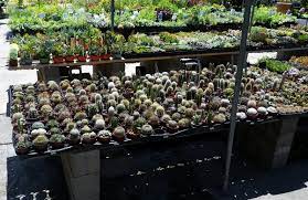 The web pages currently in english on the edd website are the official and accurate source for the program information and services the edd provides. Good Places To Get Cactus Page 15 Cactiguide Com