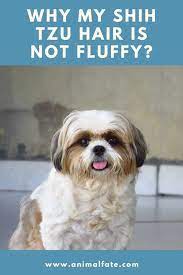 Maybe you would like to learn more about one of these? Why My Shih Tzu Hair Is Not Fluffy Tips To Make It Fluffy Animalfate