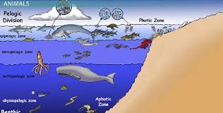 The Open Ocean Is Divided Into Many Zones The First One Being The Sunlit Area Known As The Epipelagic Zone That Has 90 Ocean Zones School Projects Open Ocean