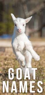 Goat Names 370 Great Ideas For Naming Your Pet Goat Pet Goat Cute Animal Names Cute Pet Names