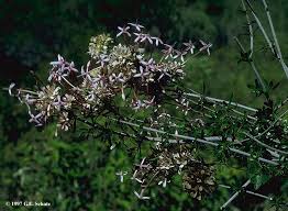 Image result for Pauridiantha paucinervis