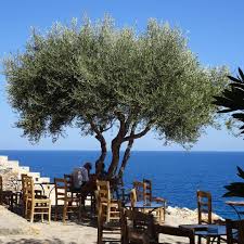 Beautiful Greece Monemvasia Peloponnisos Peloponnese Greeksummer Olivetree Sun Sea Olivier Soleil Mer Tr Olive Tree San Francisco Skyline Instagram