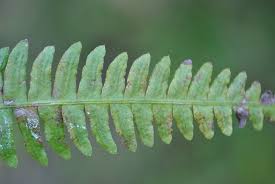 Davallia bullata is a house plant with attractive dark green leaves and hairy dark brown rhizomes (horizontal roots) resembling the hooves of a deer, hence 'deer's foot fern'. Davallia Parvula Ferns And Lycophytes Of The World