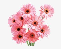 Exotic flowers my flower beautiful flowers sun flowers happy flowers sunflower hearts sunflower seeds sunflowers and daisies heart in nature. Pink Sunflower Cartoon Transparent Cute Flowers Png Image Transparent Png Free Download On Seekpng