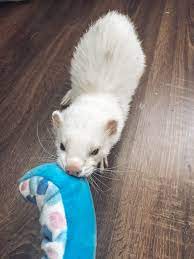 470 Ferrets Ideas Cute Ferrets Pet Ferret Ferret