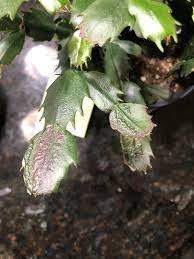 The best part is that you will rarely need to water the plant from the top. Something Weird Is Going On With My Christmas Cactus Anyone Know What S Up With It Plantclinic