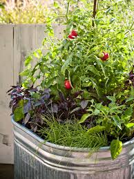 How many tomato plants in one pot. Pin On Tomato Farming