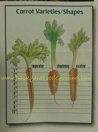 Growing Carrots In Containers Backyard Food Growing Carrots Container Gardening Vegetables