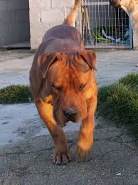 Parents are from pure voorslag bloodline and sabbs. Boerboels And Rhodesian Ridgebacks My Favourite Dogs