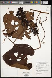 Image result for Ampelocissus obtusata