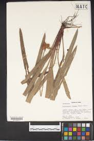 Image result for Ascolepis pusilla