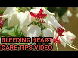 Tropical Bleeding Heart Vine Growing Caring Tips Video For Unique Flowering Plant Bleeding Heart Youtube Bleeding Heart Plants Bleeding Heart Vine