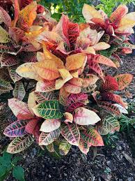 Image result for Croton
