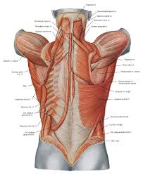 This diagram depicts back skeletal anatomy with parts and labels. Back Muscle Diagram