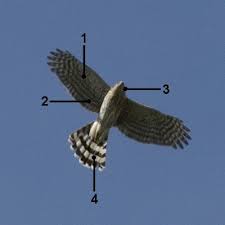 Cooper's hawks, accipiter cooperii, are about the size of a crow. How To Make Cooper S Hawk Identification