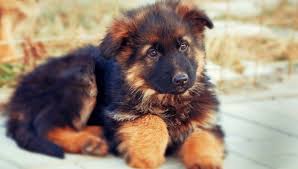 Black And Red German Shepherd Puppies For Sale In Ohio Best Red German Shepherd Puppies Wallpaper German Shepherd Puppies Black German Shepherd Puppies Red German Shepherd