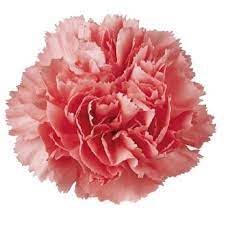 We make flower delivery easy! Hybrid Carnation Flower For Gifting Rs 150 Bunch Crazyflora Id 8849677755