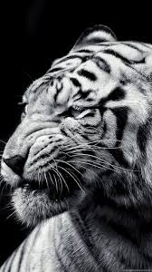 Quando comprei meu primeiro smartphone, uma das primeiras coisas que fiz foi procurar um papel de parede para celular que fosse a minha cara. Tiger Wallpaper 4k Iphone Gallery Tiger Wallpaper White Tiger Animals Black And White