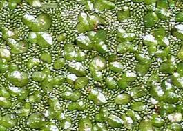 Image result for Wolffiella welwitschii