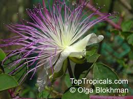 Image result for Capparis viminea