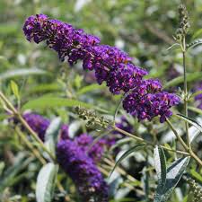 Image result for buddleia davidii