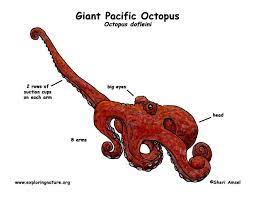 Http Www Exploringnature Org Graphics Ocean Octopus Diagram Jpg Giant Pacific Octopus Octopus Anatomy Octopus