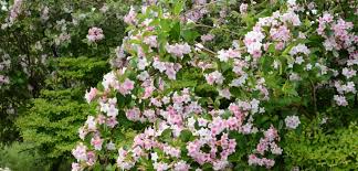 N = native to maine. Plants For Wet Soil 10 Plants For Damp Conditions Pyracantha Co Uk