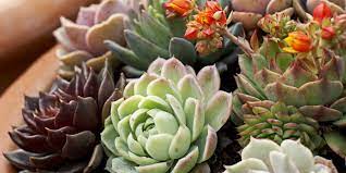 But fortunately, there are also some lovely indoor flowers that don't need very much sun at all! Houseplants That Don T Need Much Water Hard To Kill Houseplants