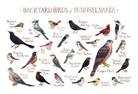Backyard Birds Of North America Poster Pennsylvania Backyard Birds Field Guide Art Print Watercolor Painting Wall Art Nature Print Bird Poster Backyard Birds Bird Poster Nature Wall Art