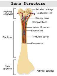 Structure Of A Long Bone Human Anatomy And Physiology Human Body Anatomy Skeletal System Anatomy