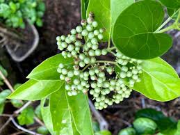 Image result for Premna