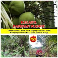 Walaupun ia menggunakan benih matag f2, pokok dapat mengeluarkan hasil yang memberangsangkan. Sale Benih Kelapa Matag F2 Shopee Malaysia