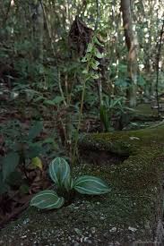 Image result for Cylindropsis