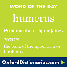 Humerus Definition Of Humerus In English From The Oxford Dictionary Words Cool Words Unusual Words