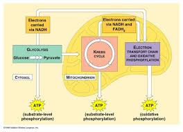 Cellular Respiration Cellular Respiration Photosynthesis And Cellular Respiration Electron Transport Chain