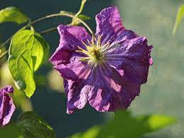 Maybe you would like to learn more about one of these? Clematis Victoria Clematis Victoria Baumschule Horstmann