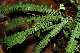 Image result for Lindsaeaceae