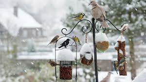 Welcome to my site, my name is john and i have been lucky enough to work in horticultural nurseries for over 15 years in the uk. Strictly For The Birds How We Can Help Them Thrive In Our Gardens Financial Times