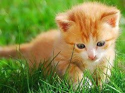 Telecharger 990x740 Adorable Chat Chat Blanc Fond D Ecran Fond D Ecran Chat Image Chaton Photo Chat