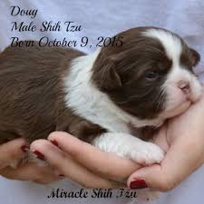 Through adoption, education, spay and neutering, we save lives to make euthanasia of healthy animals unnecessary. Shih Tzu Puppies For Sale In N E Ohio Shih Tzu Puppy Shih Tzu Puppies For Sale