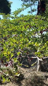 Image result for Terminalia tricristata