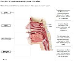 The nasal cavity is highly vascularized and permeable, and is an interesting route for drug administration. Solved Function Of Accessory Organs For Each Of The Follo Chegg Com