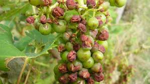 Image result for Metasphaeria diplodiella