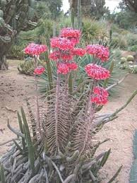 Image result for Bryophyllum tubiflorum