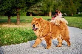 Image result for chow chow
