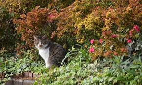 Animals, like people, need three things to survive: Keep Cats Out Of Garden Spaces With These Tips