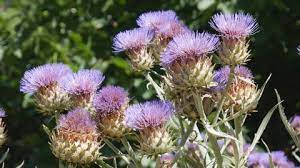 Artichoke Thistle Flower Bowl Best Flower Wallpaper